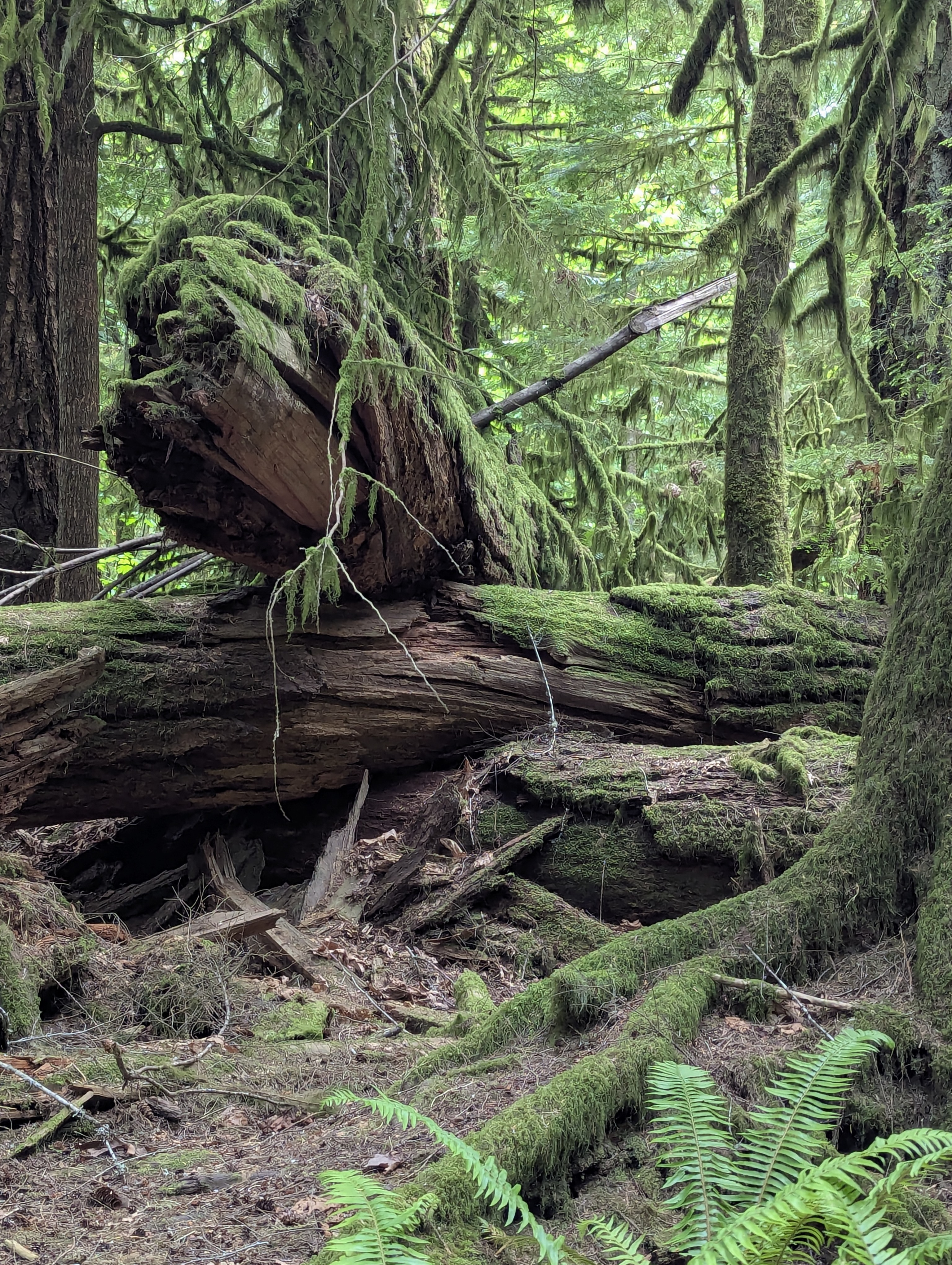 Birthday Trip to Canada, Cathedral Grove, Vancouver Island
